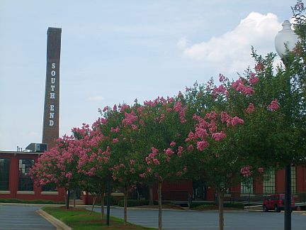 Click for trees & flowers slide show!